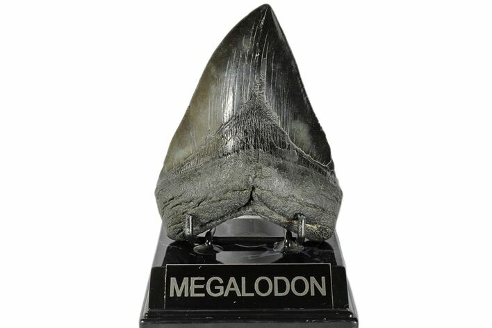 Fossil Megalodon Tooth - South Carolina #168029